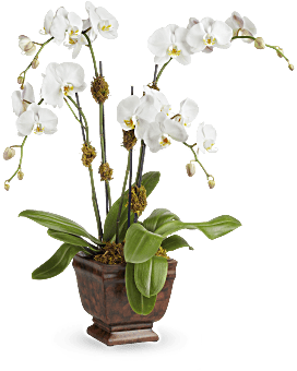 Teleflora's Blossoming Orchid Plant